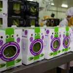 Perú se consolida como proveedor de packaging de Latinoamérica