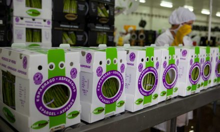 Perú se consolida como proveedor de packaging de Latinoamérica