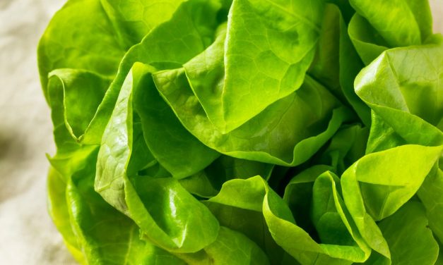 Lechuga: Biotecnología clave ante el alza de la canasta básica